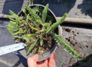 Krwawnik biało różowy 1.5l donica