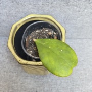 Hoya kerrii hoja kerri 