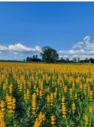 Łubin żółty szerokolistny mister ostatnie 15kg cena tylko do godz.23