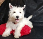 West Highland White Terrier