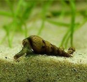 Ślimaki świderki - Melanoides tuberculata