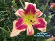 Liliowiec Bright Eyed and Bushy Tailed 1-pędowa sadzonka