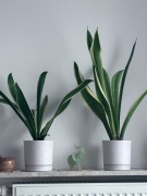 Sansewieria w doniczce – roślina doniczkowa, wężownica