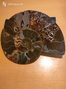 AMONIT Z MADAGASKARU, PRZECIETA I WYPOLEROWANA DUŻA POŁÓWKA