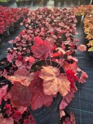 Żurawka Autumb Leaves