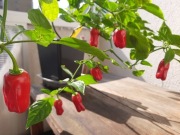Papryka Habanero Red, nasiona 10 szt.