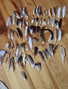 Pióra dzikich i hodowlanych