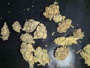 Legalny susz CBD 8.25% MIX FENOTYPÓW od producenta 1g WYPRZEDAŻ PREMIUM 