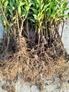 Ligustr pospolity - komplet 100szt