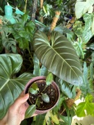 Philodendron summer glory maluch filodendron