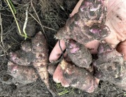 Topinambur 1kg DJ Farmer