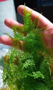 Przecudny mech China Moss, genialne drabinki akwarium, terrarium dużo Java