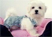 szczeniaki maltańczyk warszawa