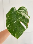 Monstera Variegata Albo pędówka sadzonka