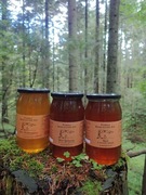 Miód leśny-bieszczadzki