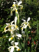 Kosaciec IRYS wspaniały SPURIA 30 dużych nasion