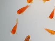 Sprzedam karasie ozdobne 