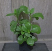 Żyworódka Pierzasta Kalanchoe Pinnata 