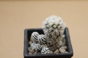 Kaktus Mammillaria gracilis  cv. Arizona Snowcap
