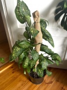 Dieffenbachia Seguine Tropic Rain duża roślina XXL 100 cm difenbachia