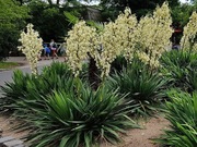 JUKA KORALIŃSKA Piękna Sadzonka 2 letnia YUCCA