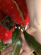 philodendron pluto-cięty szczyt