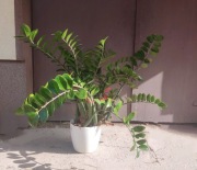 Kwiat zamiokulkas duży okaz