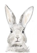 PLAKAT A3 KRÓLIK zając zwierzę leśne MONTESSORI