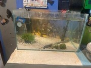 10 rybek(młode pyszczaki) + akwarium z wyposażeniem