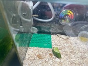 Poidełko na Wodę do Terrarium Druk 3D Eco PLA Ślimaki Pająki Jaszczurki