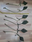 Philodendron joepii cięty wezeł