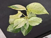 Epipremnum Snow Queen - sadzonka ukorzeniona