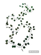 Roślina do terrarium pnącze