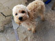 Pudel Toy apricot