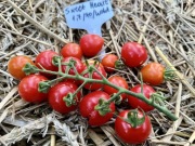 Pomidor Gardener’s Sweet Heart kolekcjonerskie nasiona