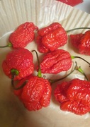 Nasiona papryka CAROLINA REAPER  HABANERO JALAPENO oraz inne odmiany ostra.