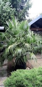 Palma ponad 30lat, duża, zdrowa, 