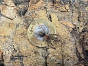 Psalmopoeus cambridgei L2 ptasznik