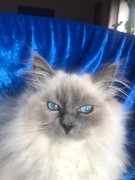 Kocięta Ragdoll z rodowodem FPL