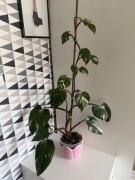 Spory Philodendron red anderson