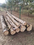 Drzewo świerkowe – 25 sztuk po ok. 3 metry (ok 30-letnie)