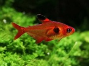 Rybki do akwarium - Fantom czerwony