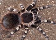 Acanthoscurria Geniculata L6 2,5DC ptasznik pająk 