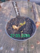 Chmiel - Hersbrucker  sadzonka 