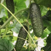 Ogórek Atik F1 - Nasiona Holenderskie