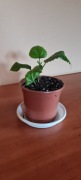 Piękny młody zdrowy hibiskus czerwony pełny dawna odmiana + gratis