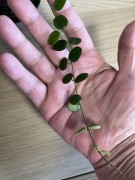 Hoja Hoya Serpens - 8 węzłow 