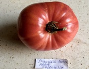 Pomidor Minusinsk Bullock Heart kolekcjonerskie nasiona