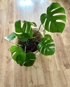 Monstera deliciosa 40 cm 3 rośliny