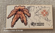 Magnes na lodówkę Wystawa Pająków. Tarantula. Czarna Wdowa.